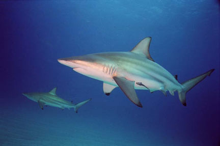 Carcharhinus limbatus (Squalo pinna nera minore)